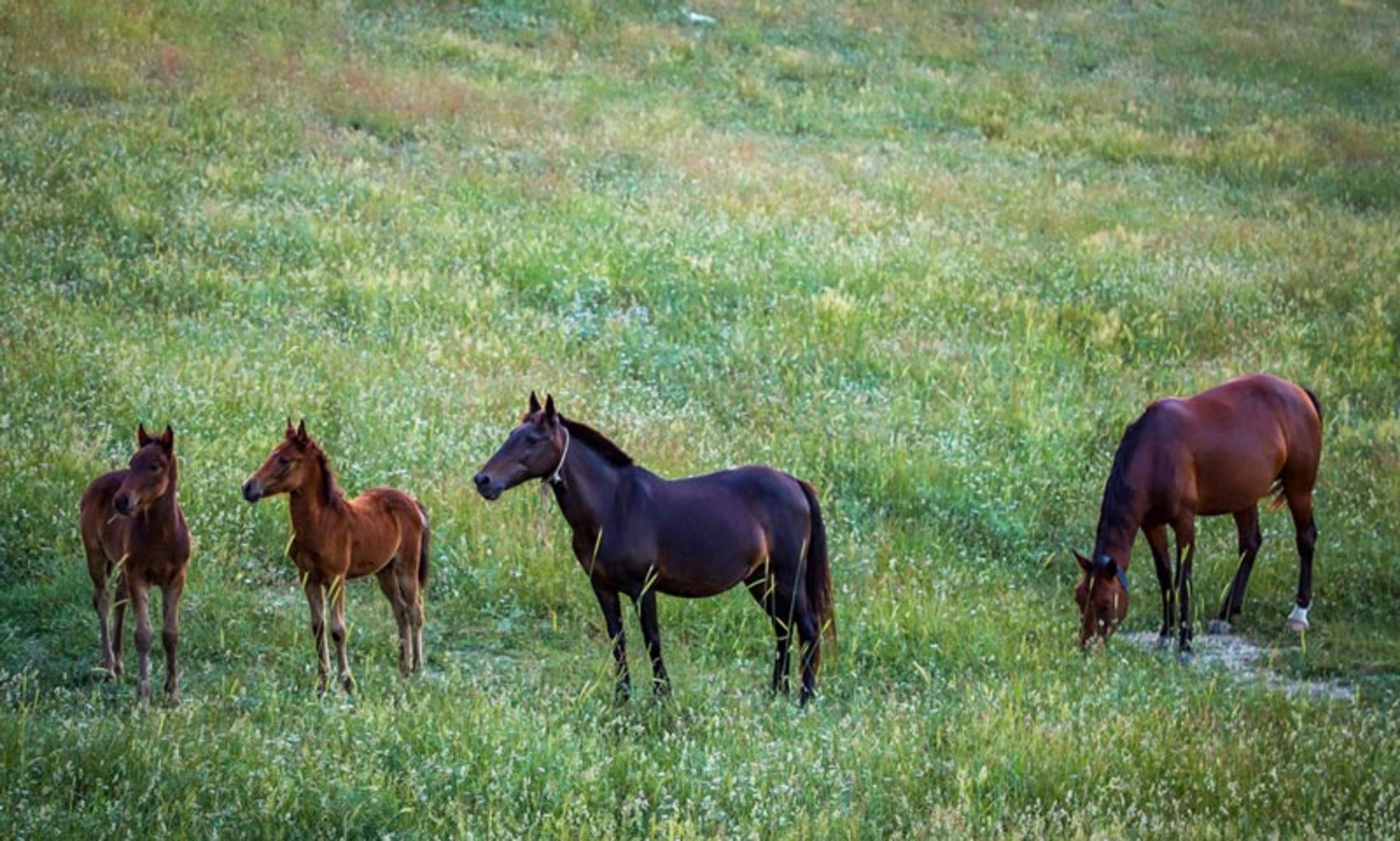 اسب های آزاد در روستای جهان نما؛ منبع عکس: گوگل مپ؛ عکاس: مرتضی برجسته