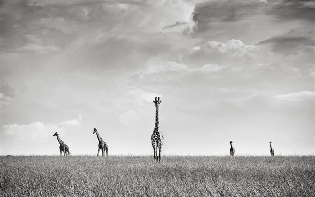 زرافه های کنیا، منبع عکس: boredpanda.com، عکاس: Peter Delaney