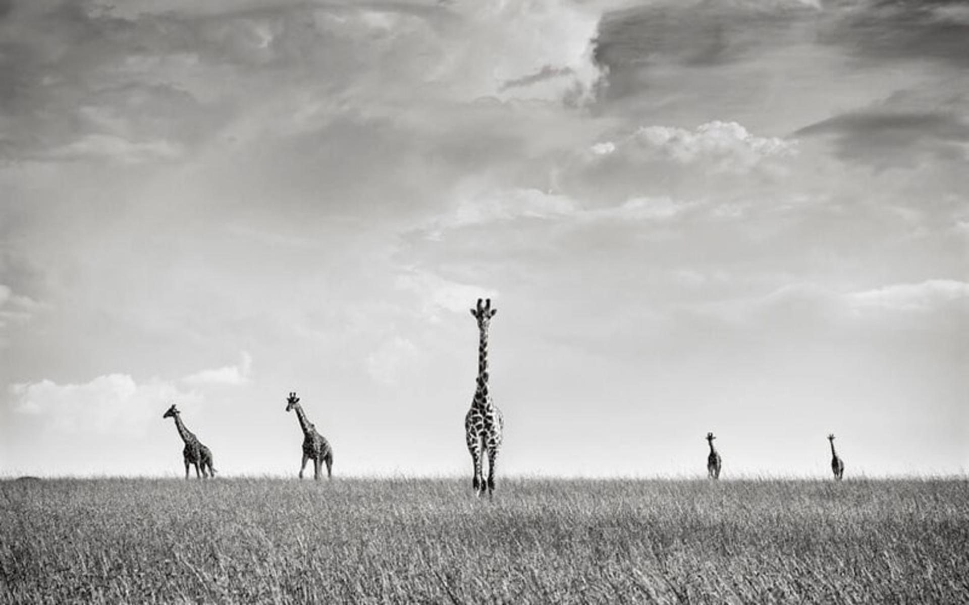 زرافه های کنیا، منبع عکس: boredpanda.com، عکاس: Peter Delaney