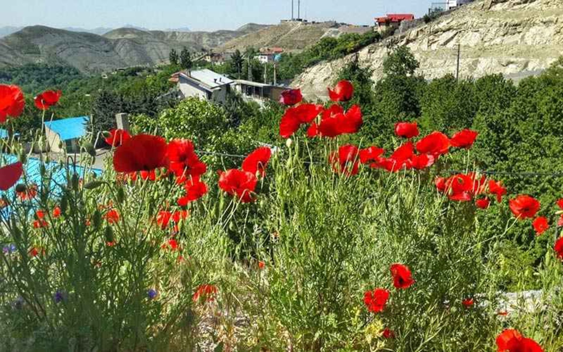 گل های شقایق در روستای افجه، منبع عکس: گوگل مپ، عکاس: Eh San