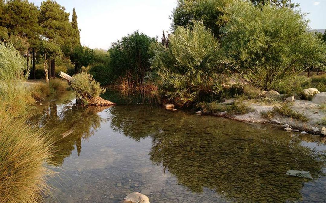 برکه آب در پارک جنگلی انقلاب زرقان