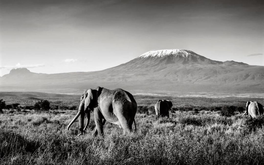 فیل های کنیا، منبع عکس: boredpanda.com، عکاس: Peter Delaney