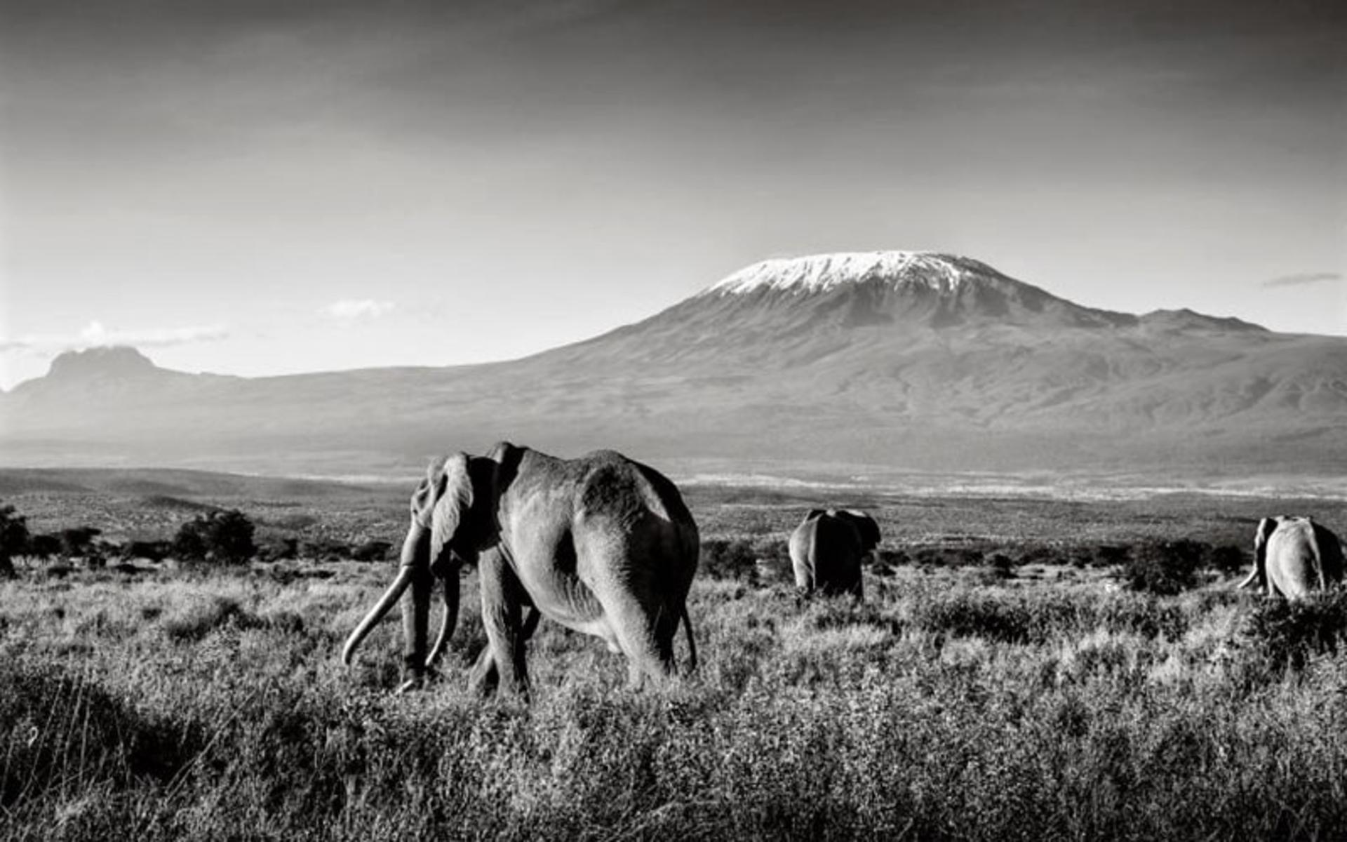 فیل های کنیا، منبع عکس: boredpanda.com، عکاس: Peter Delaney