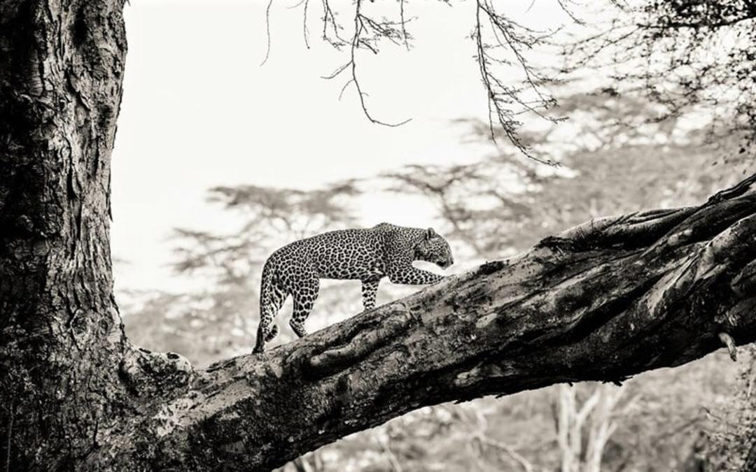 یوزپلنگ روی درختی در کنیا، منبع عکس: boredpanda.com، عکاس: Peter Delaney