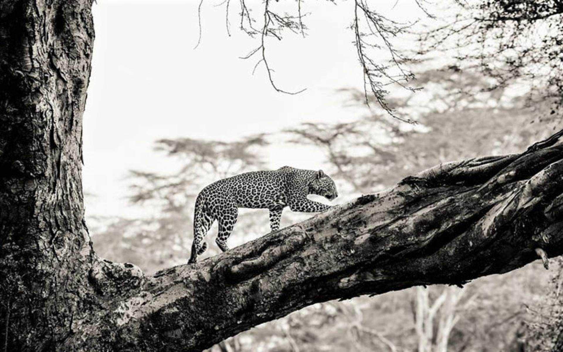 یوزپلنگ روی درختی در کنیا، منبع عکس: boredpanda.com، عکاس: Peter Delaney