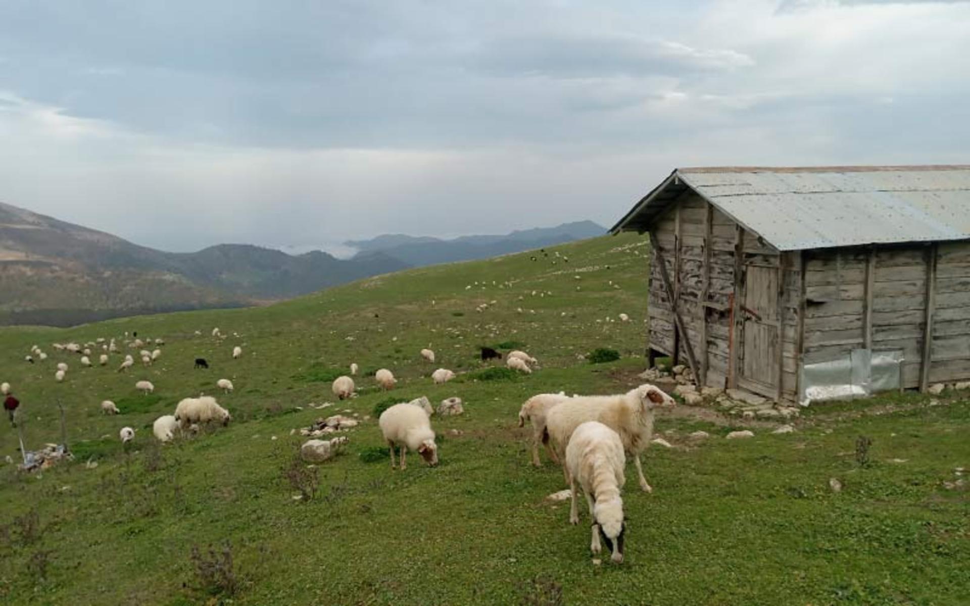 چرای دام در اسپی دشت ماسال