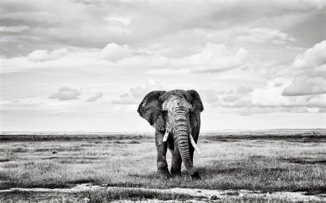 فیل در طبیعت کنیا، منبع عکس: boredpanda.com، عکاس: Peter Delaney