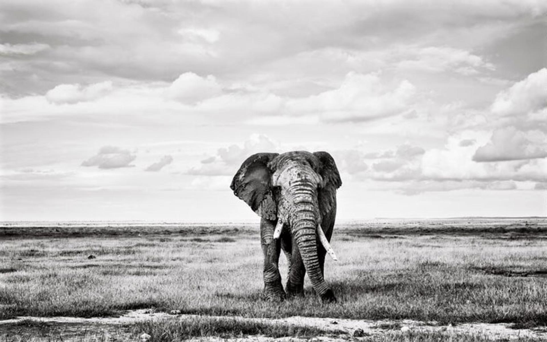 فیل در طبیعت کنیا، منبع عکس: boredpanda.com، عکاس: Peter Delaney