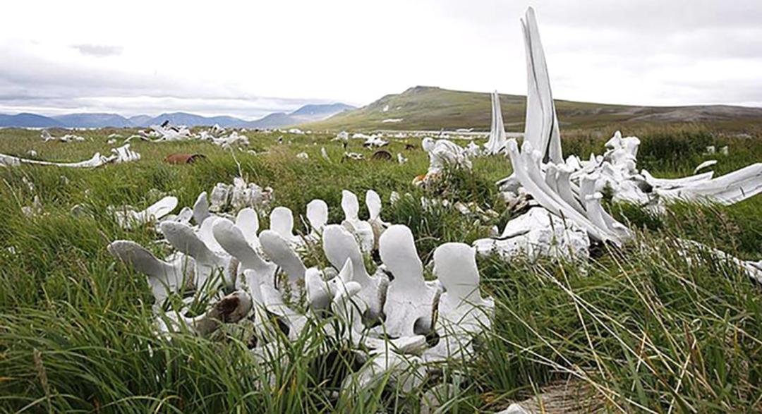 استخوان های نهنگ در چمن های سیبری؛ منبع عکس: The Siberian Times، عکاس: نامشخص