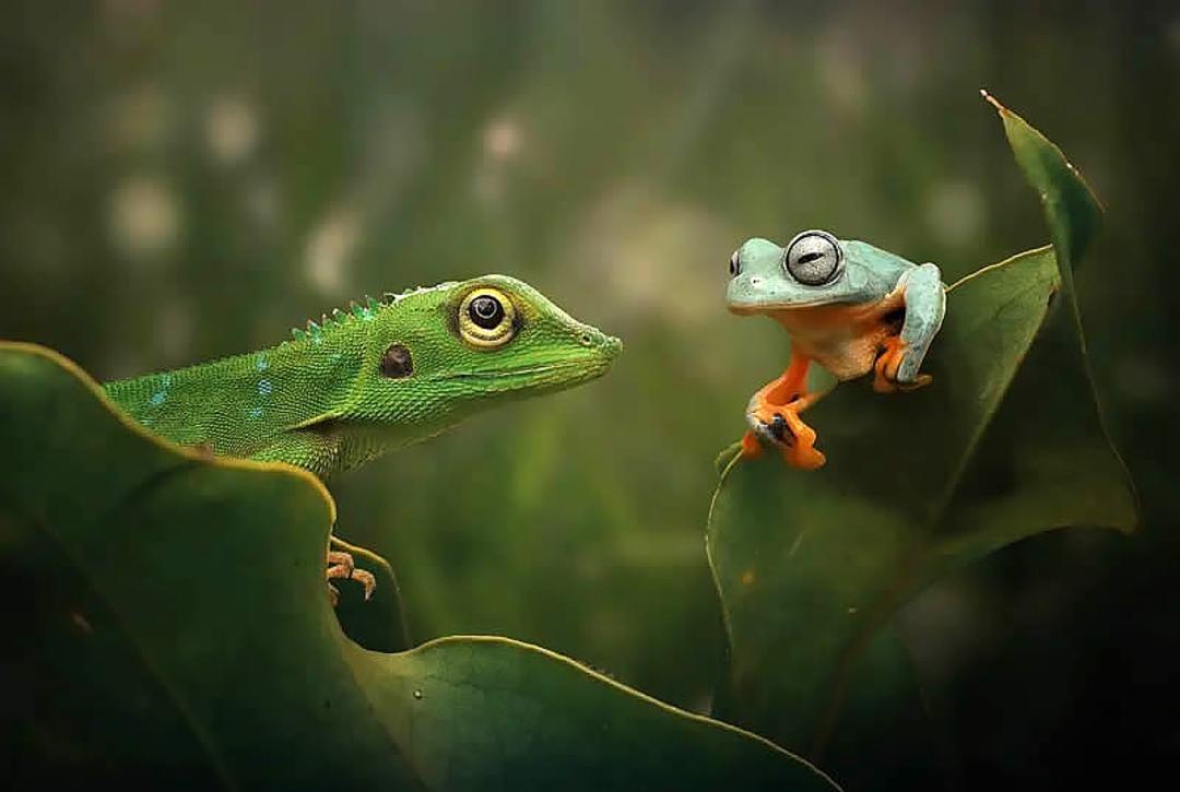 دو قورباغه سبز روی برگ ها