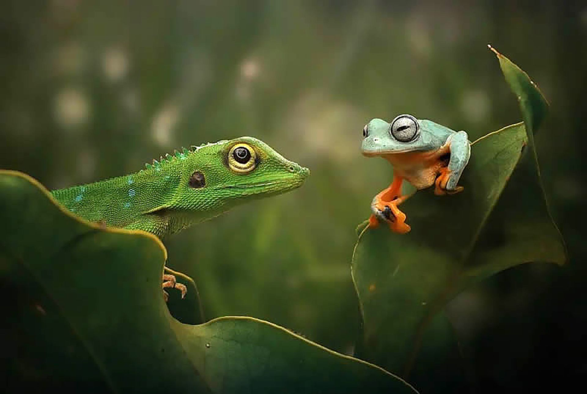 دو قورباغه سبز روی برگ ها