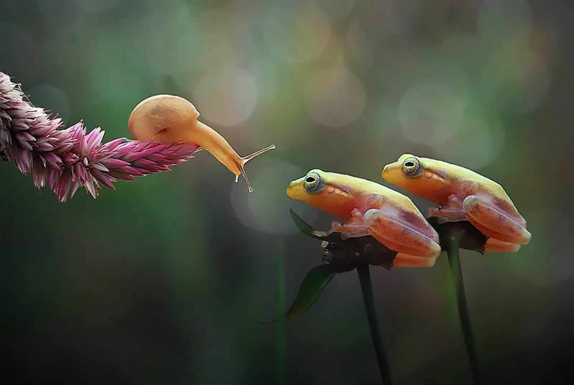 گفتگوی قورباغه ها با حلزون