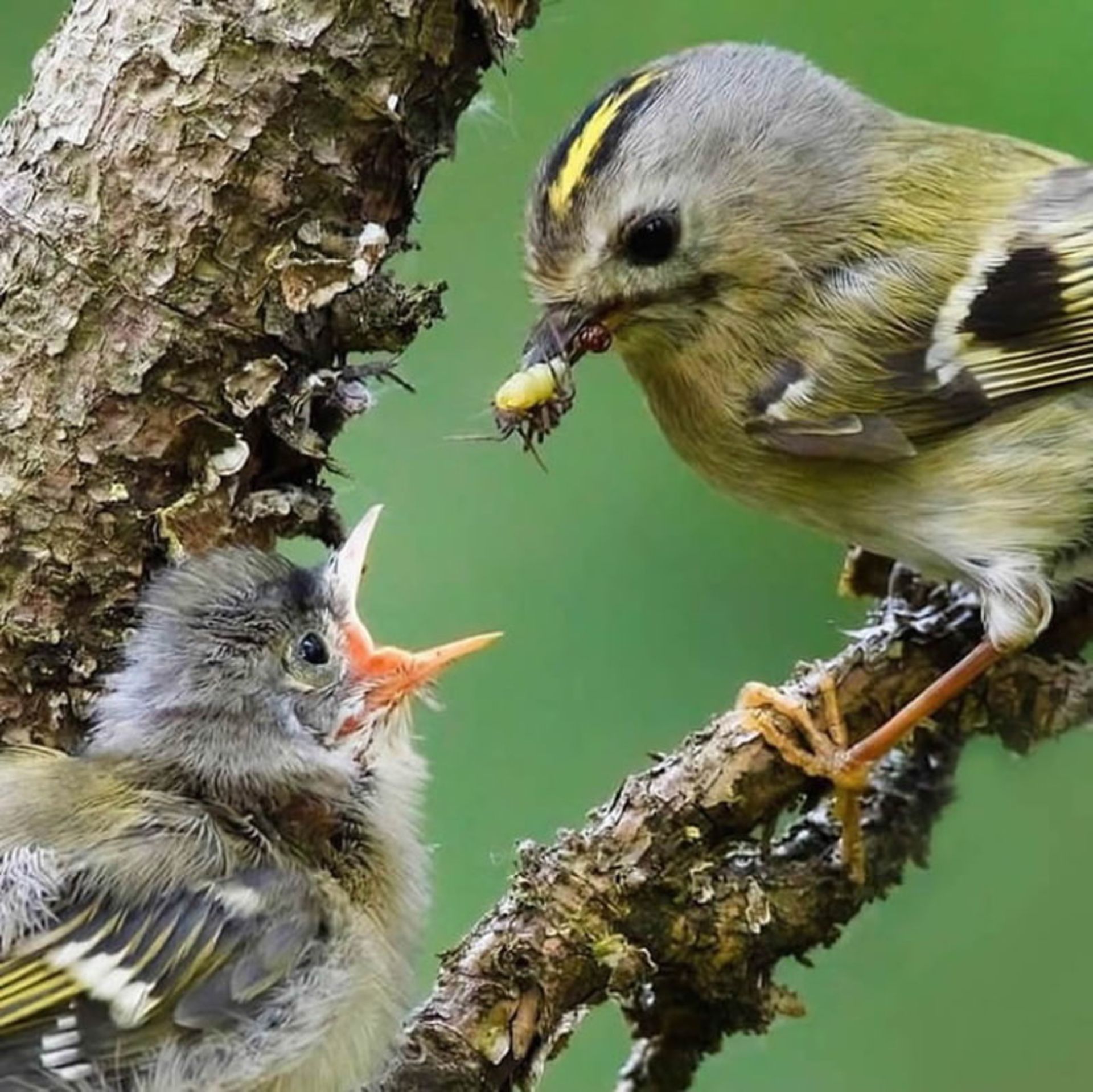 غذا دادن پرنده ای به جوجه خود