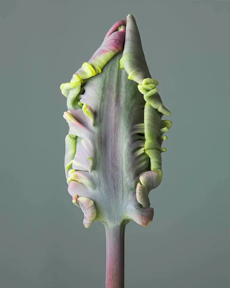 پرتره گل مخملی