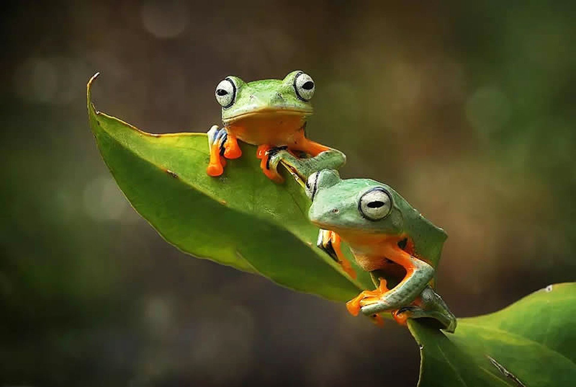 دو قورباغه روی برگی سبز