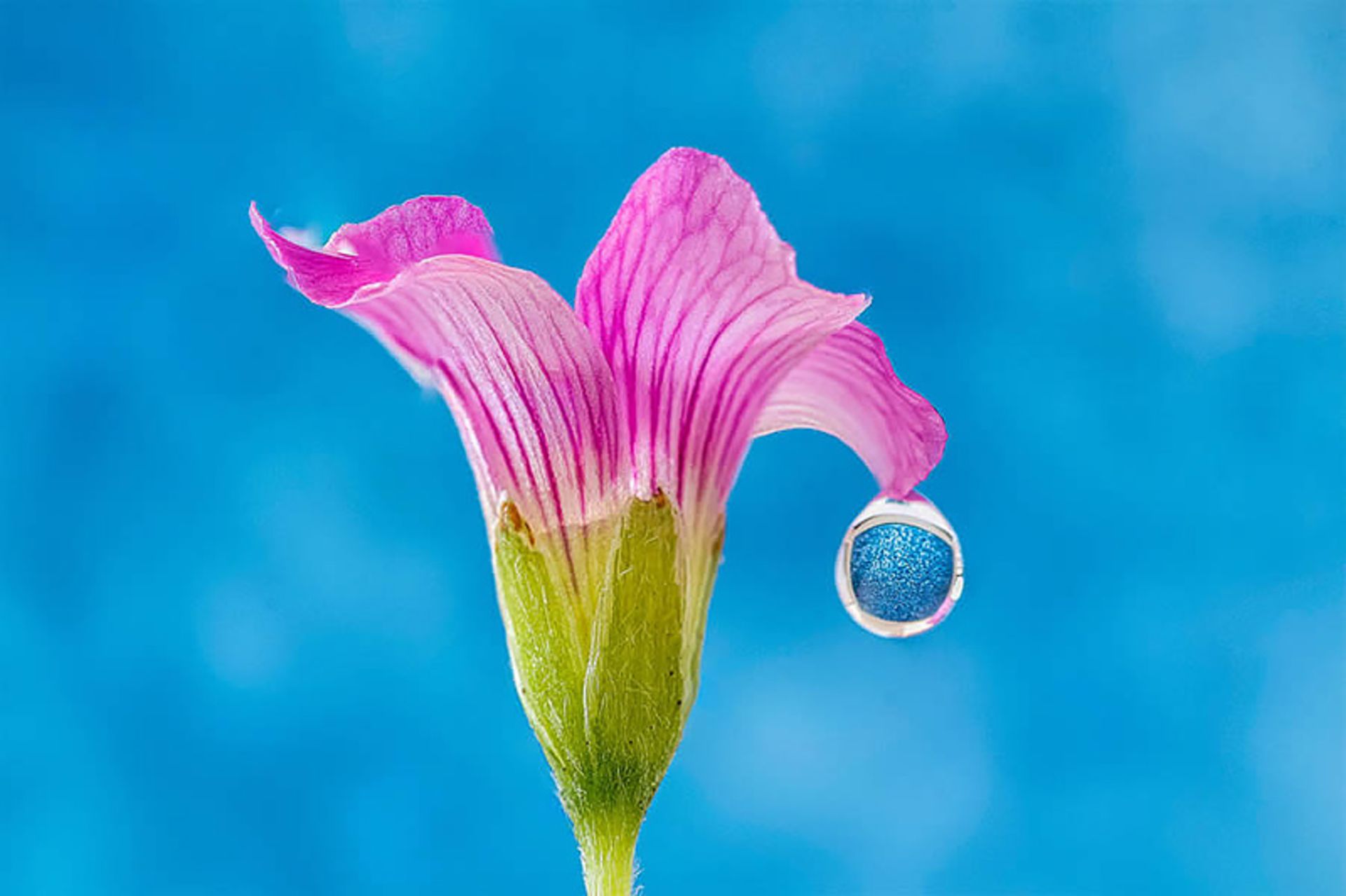 قطره آب آویزان از گلبرگ