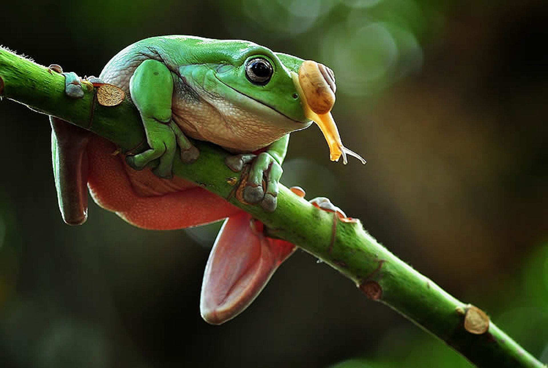 حلزونی بر سر یک قورباغه