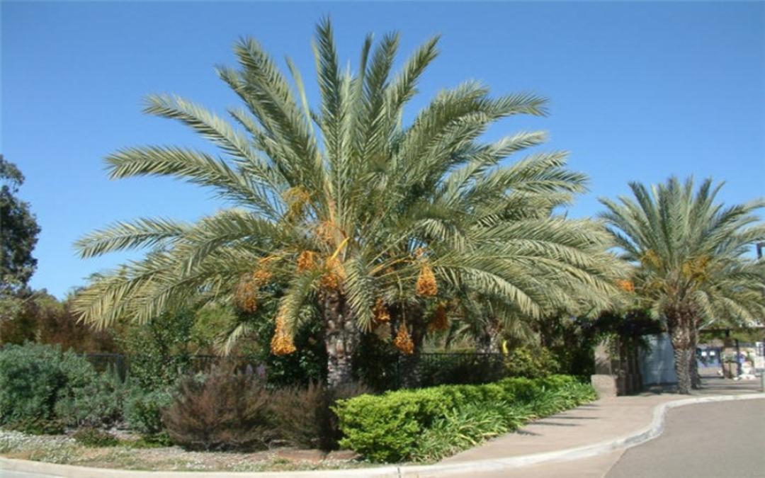 نخل خرما در هوایی پاک؛ عکس از سایت waterwisegardeningsb.org. عکاس: نامشخص
