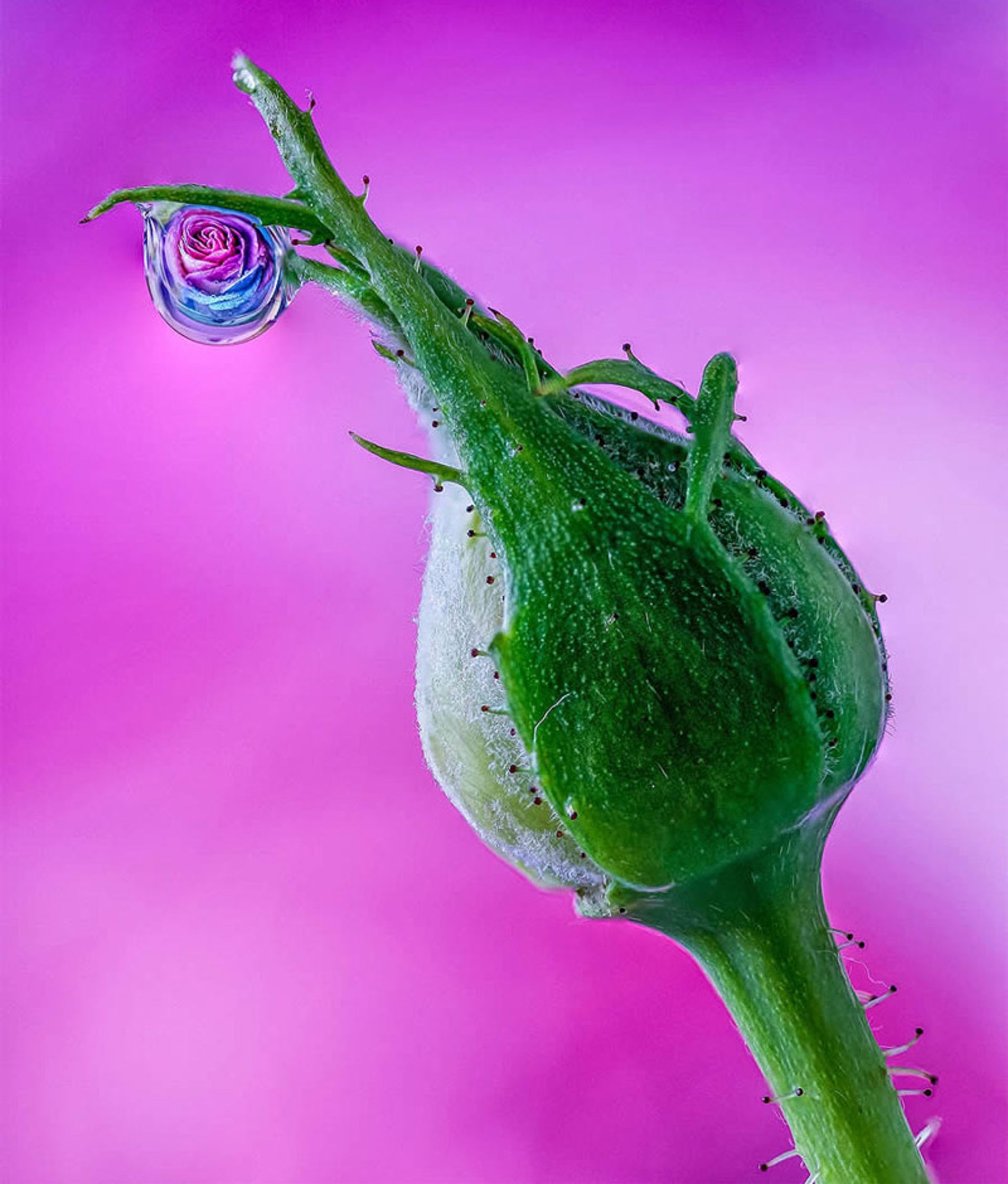 قطره آب بر غنچه گل