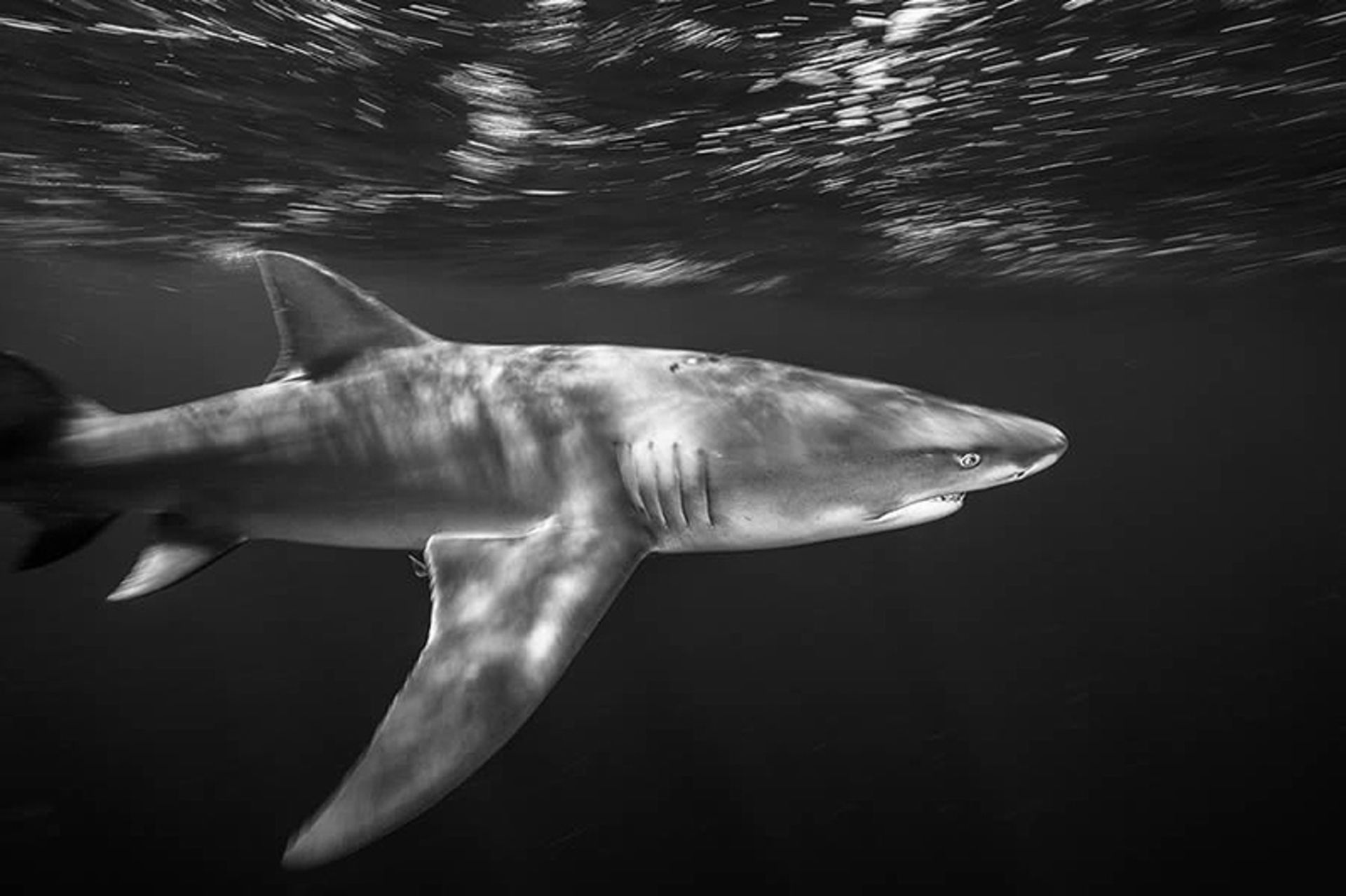 عکس سیاه و سفید مسابقه طبیعت با عنوان شنا به سوی انقراض