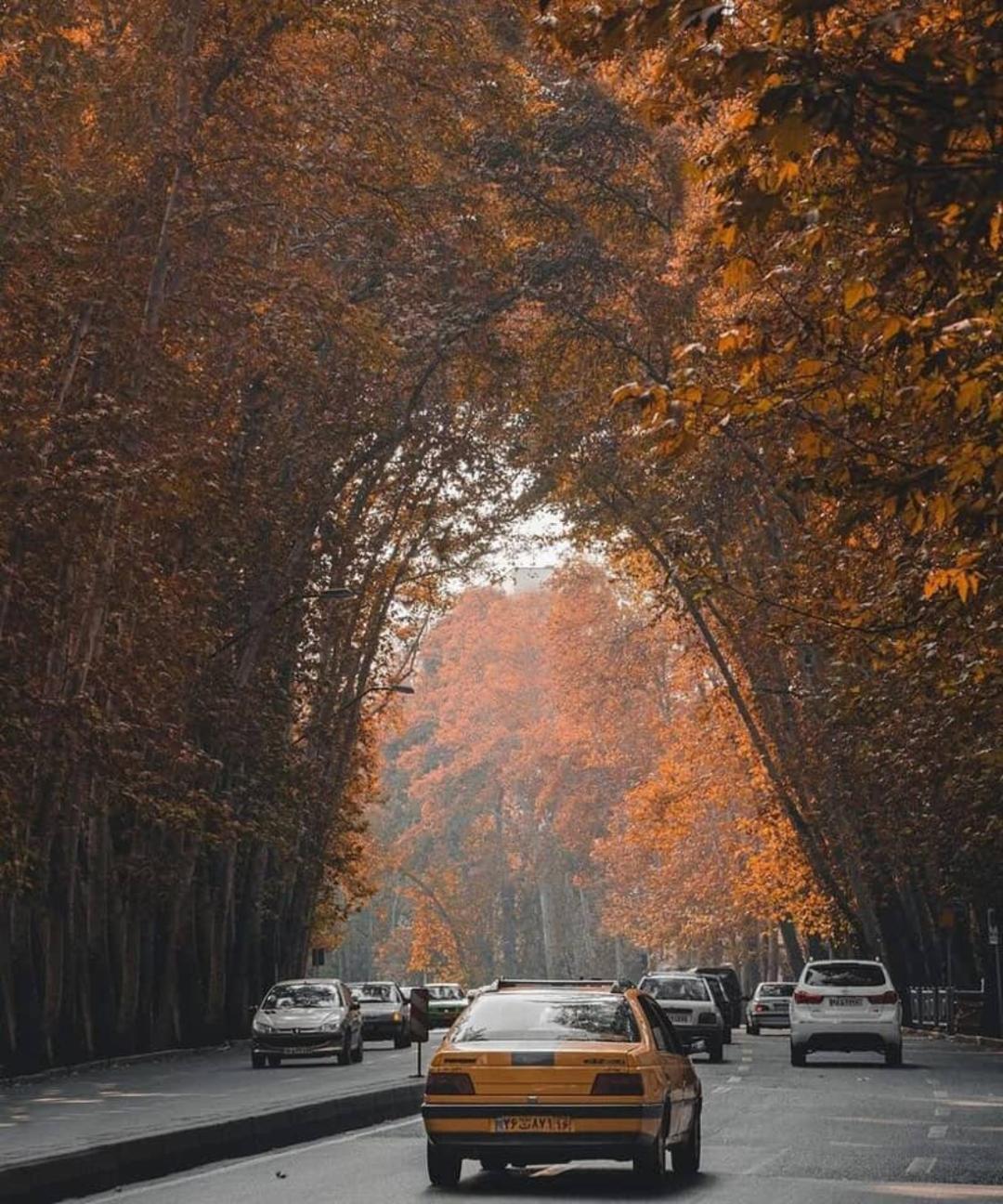 طاق درختان خیابان ولیعصر در روز پاییزی؛ منبع عکس: همشهری آنلاین، عکاس: دانیال پایمرد