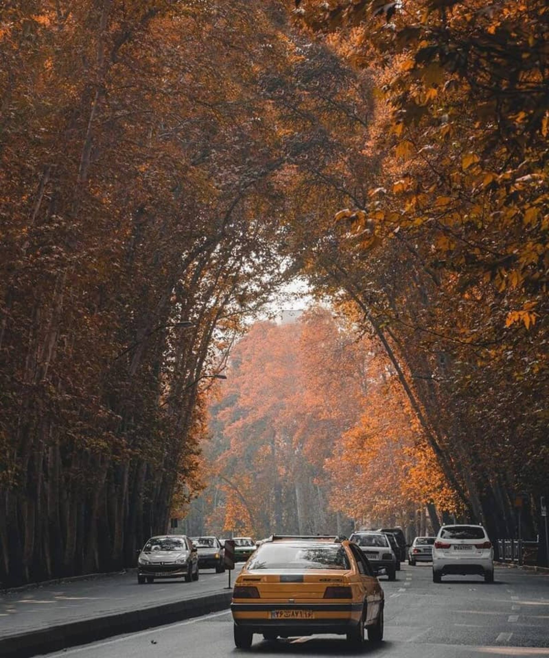 طاق درختان خیابان ولیعصر در روز پاییزی؛ منبع عکس: همشهری آنلاین، عکاس: دانیال پایمرد