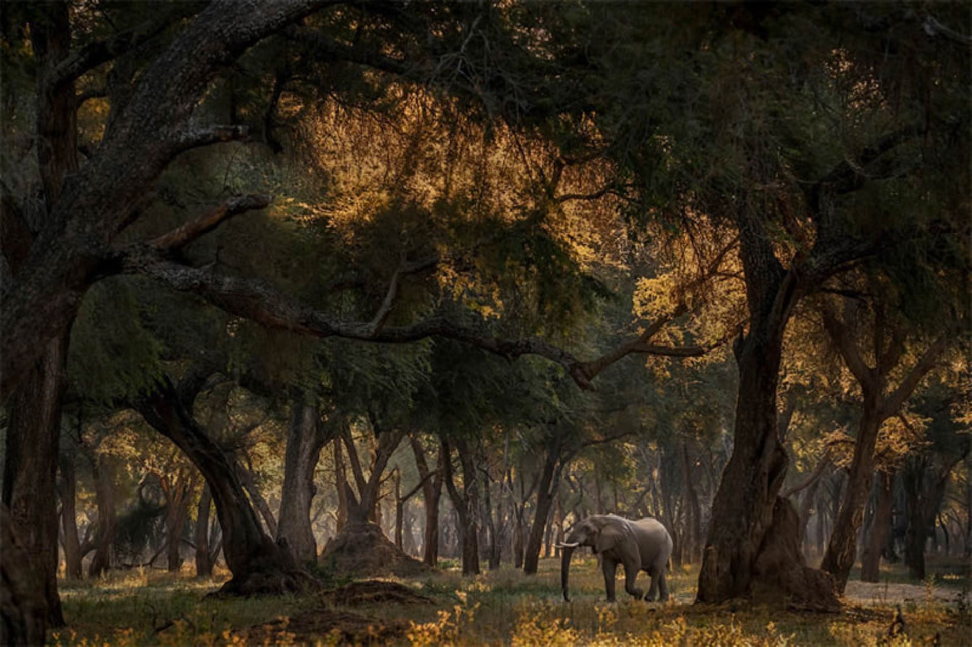 فیلی در میان جنگل انبوه آفریقای جنوبی