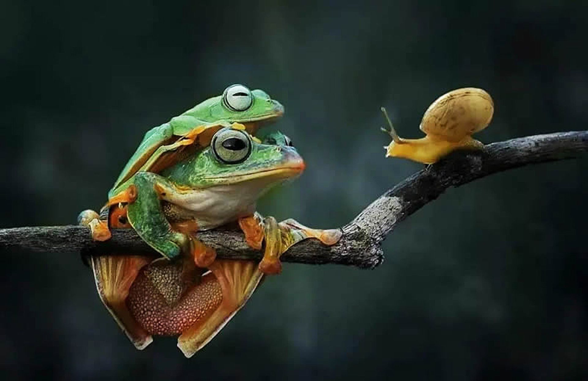 دو قورباغه و حلزون روی شاخه ای خشک