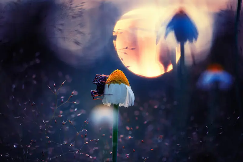 حشره ای روی گلبرگ های گل
