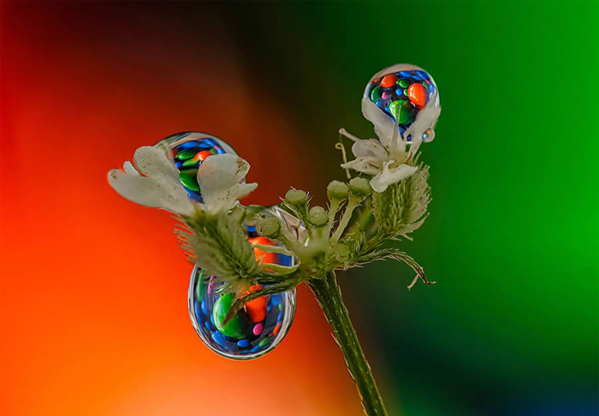 قطرات آب روی ساقه یک گیاه