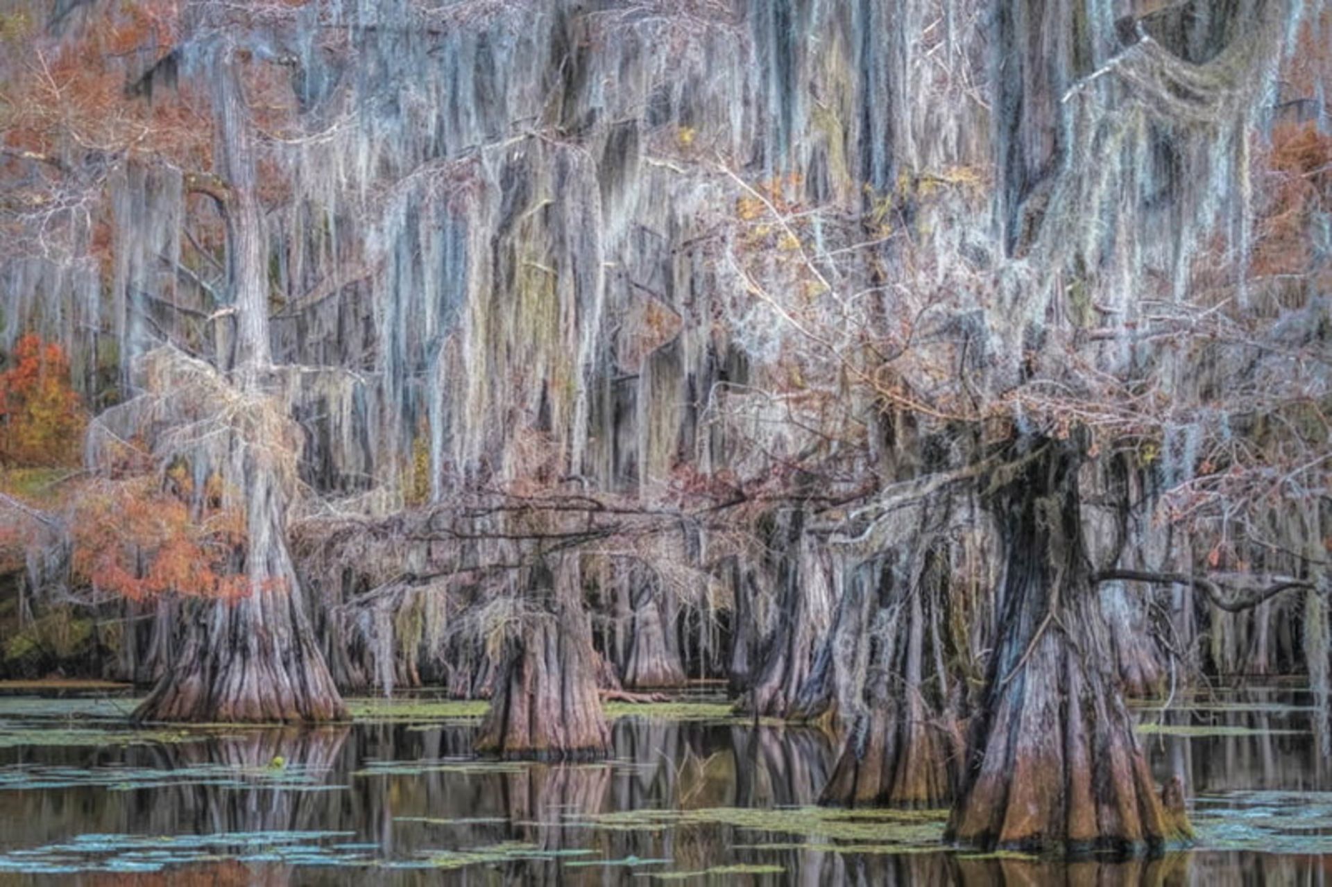 زیبایی درختان مرداب در آمریکا