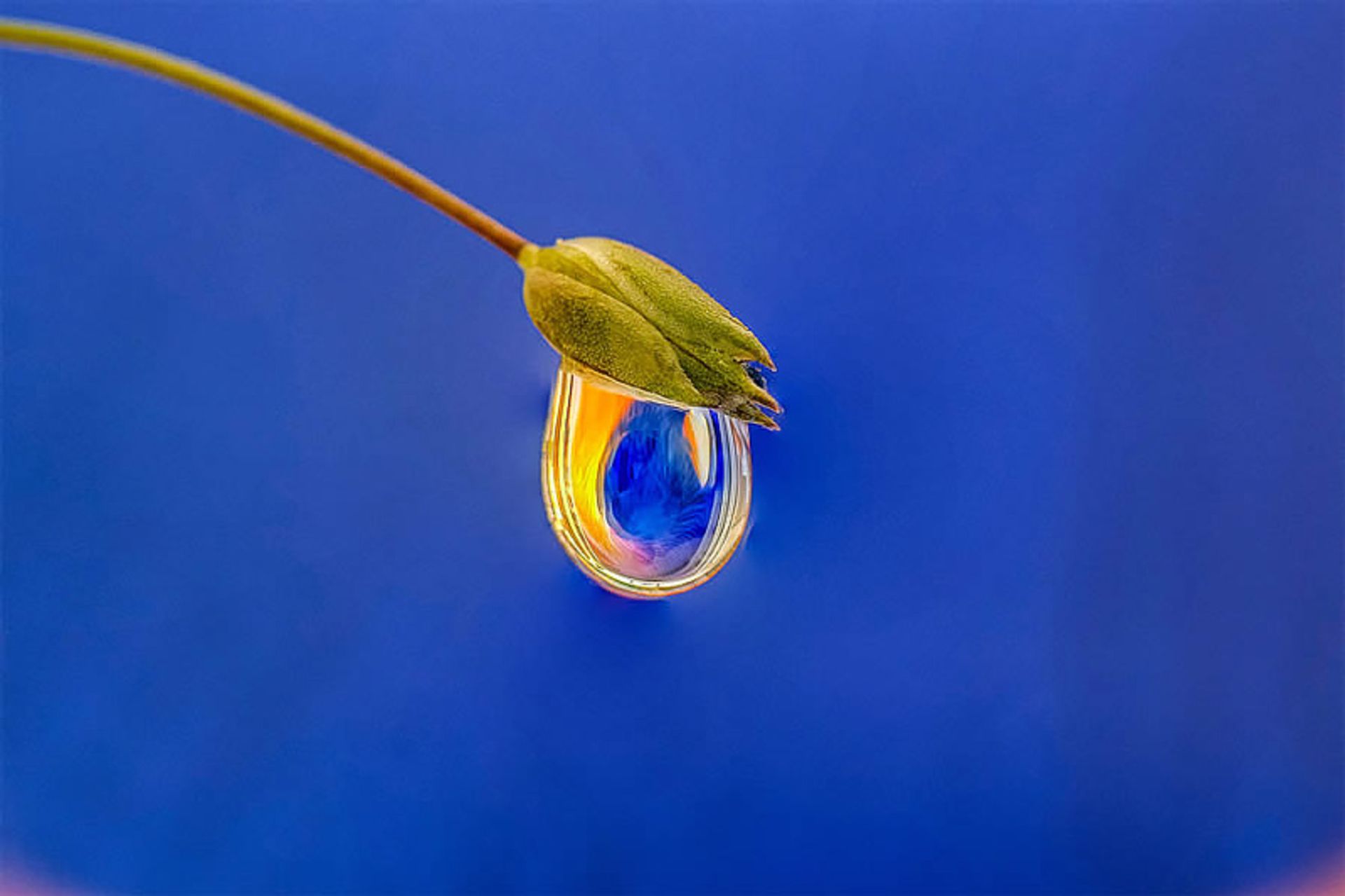 غنچه ای با قطره آب