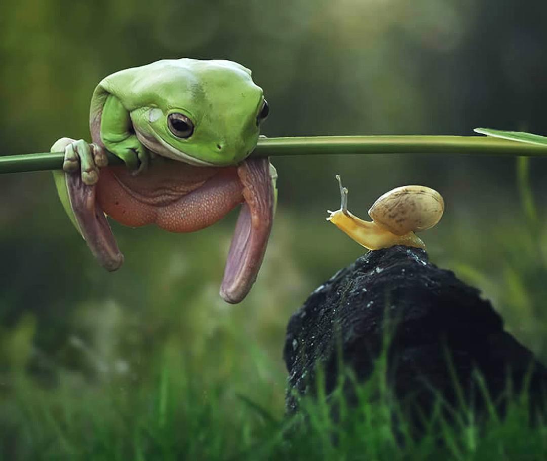 قورباغه ای در حال تماشای یک حلزون