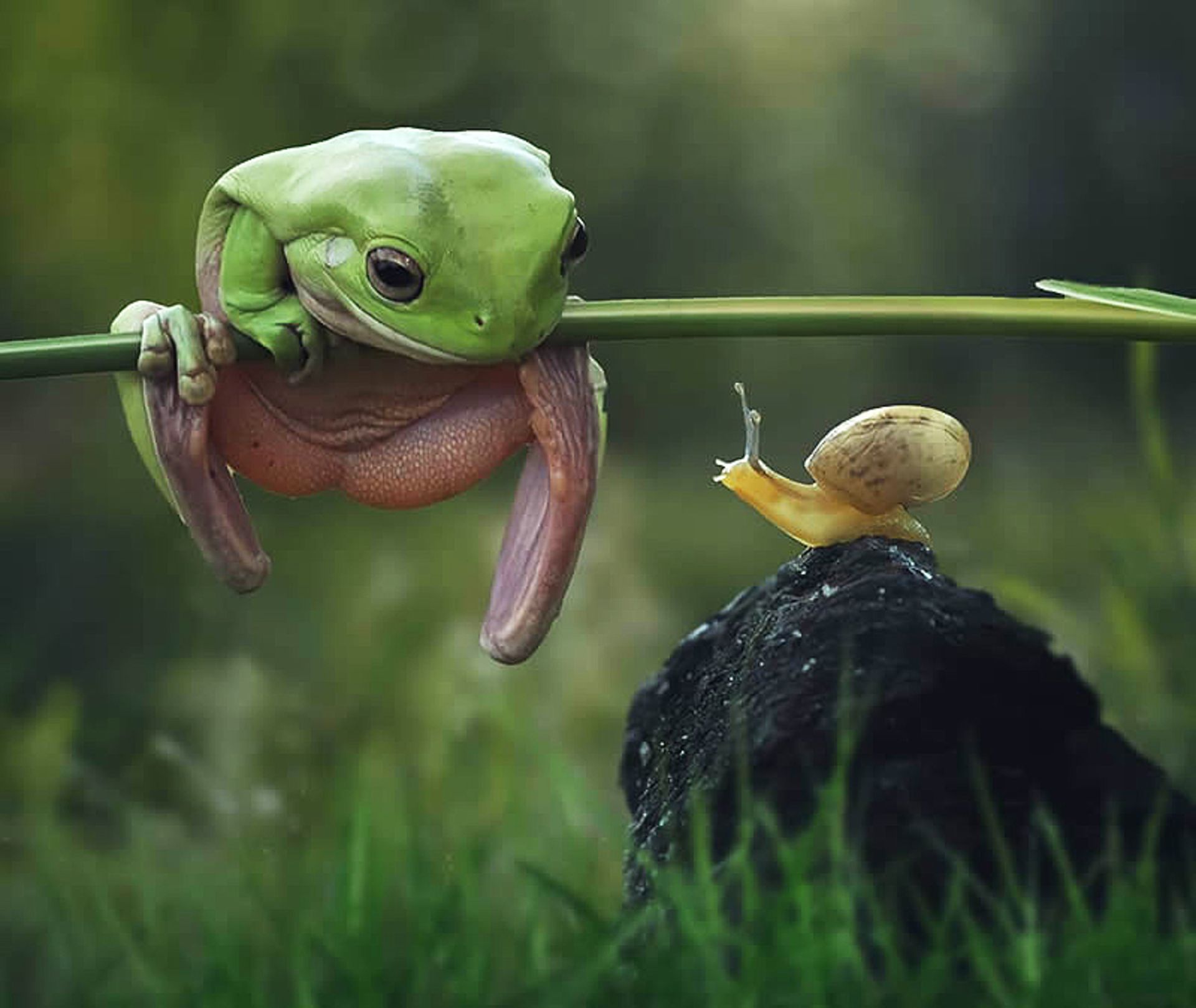 قورباغه ای در حال تماشای یک حلزون