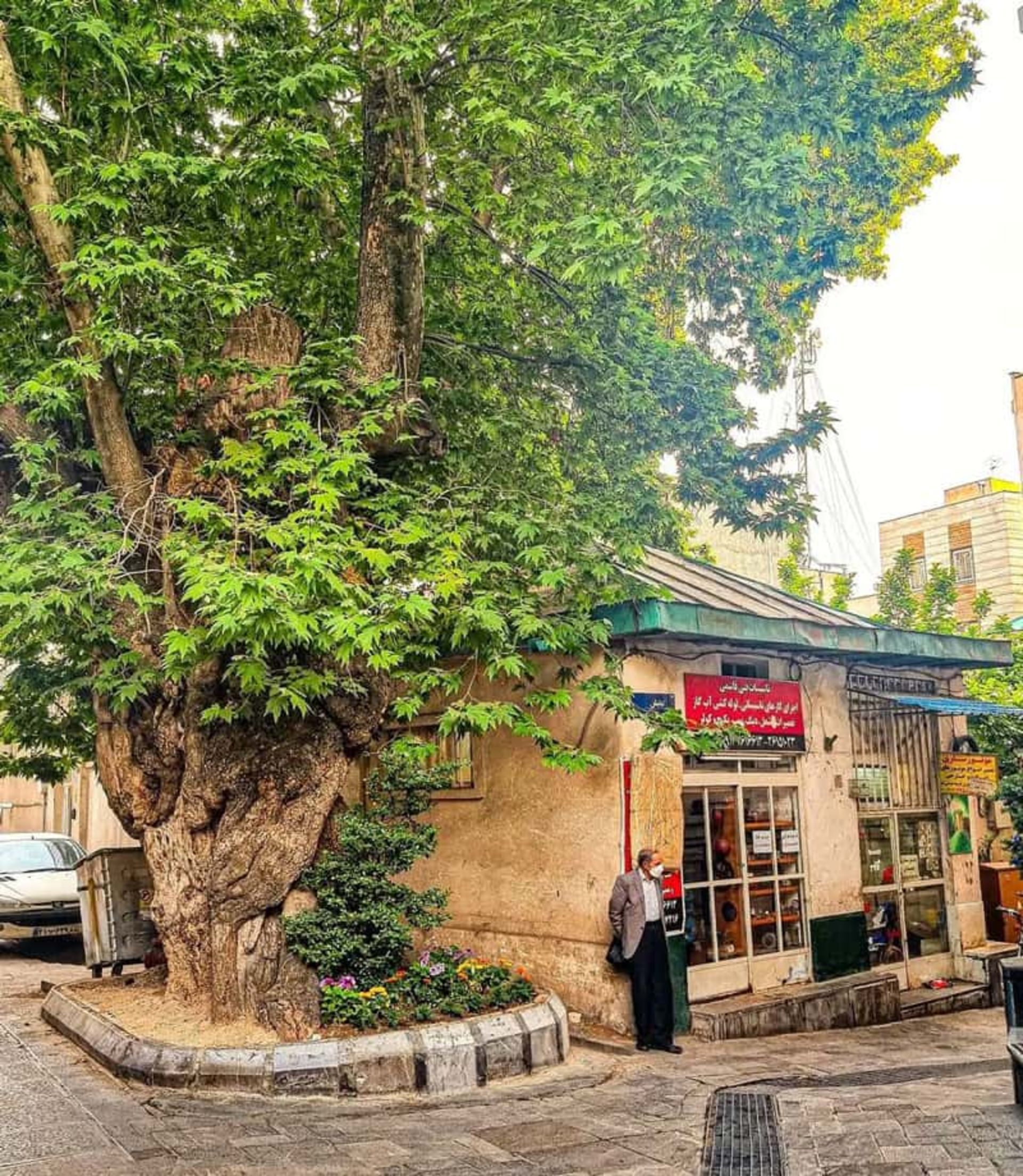کوچه نیایش جماران با درخت چنار کهنسال؛ منبع عکس: 