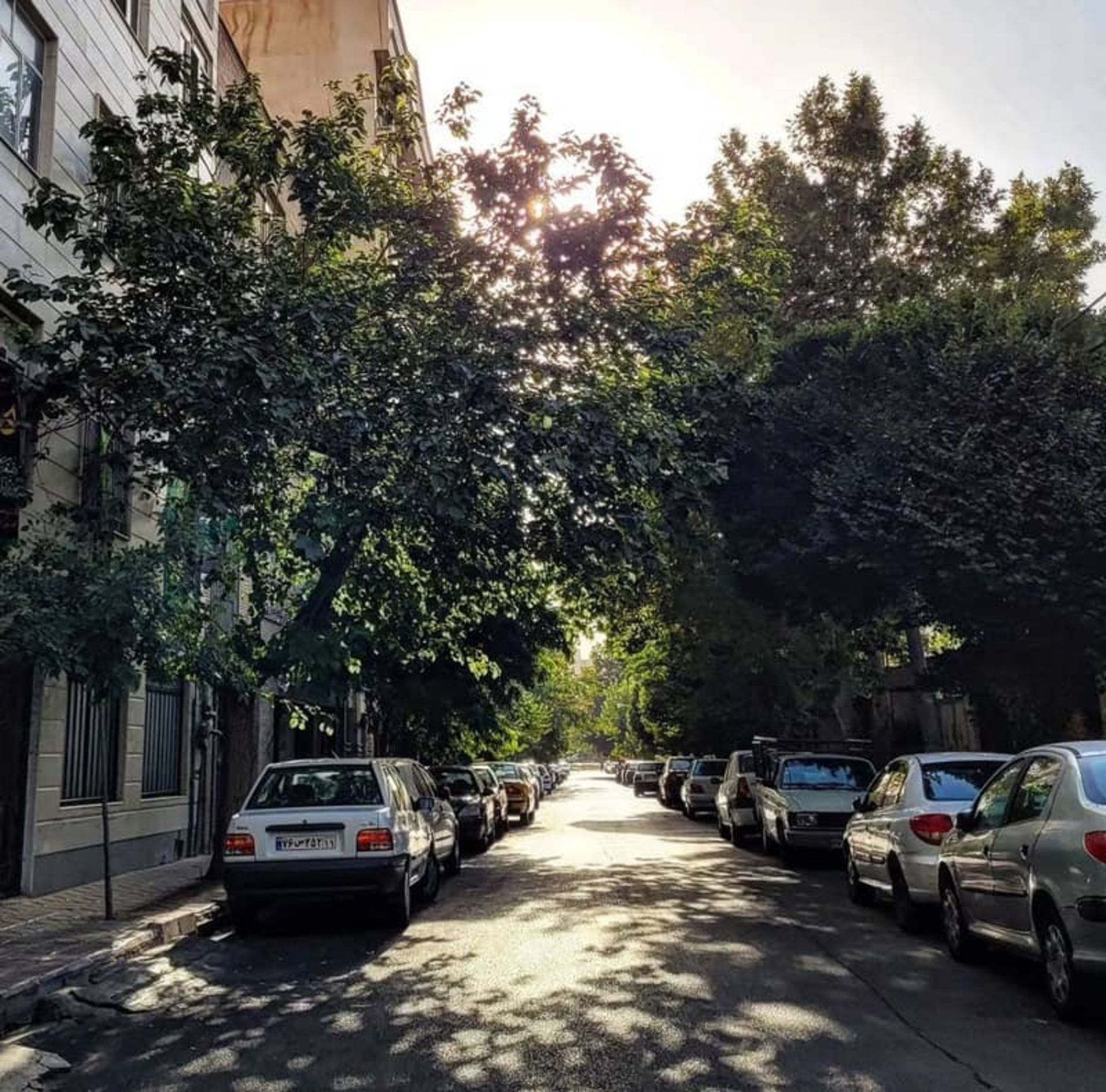 خیابانی پردرخت در منطقه سازمان برنامه بلوار فردوس؛ منبع عکس: Ferdows_blvd_Tehran، عکاس: نامشخص
