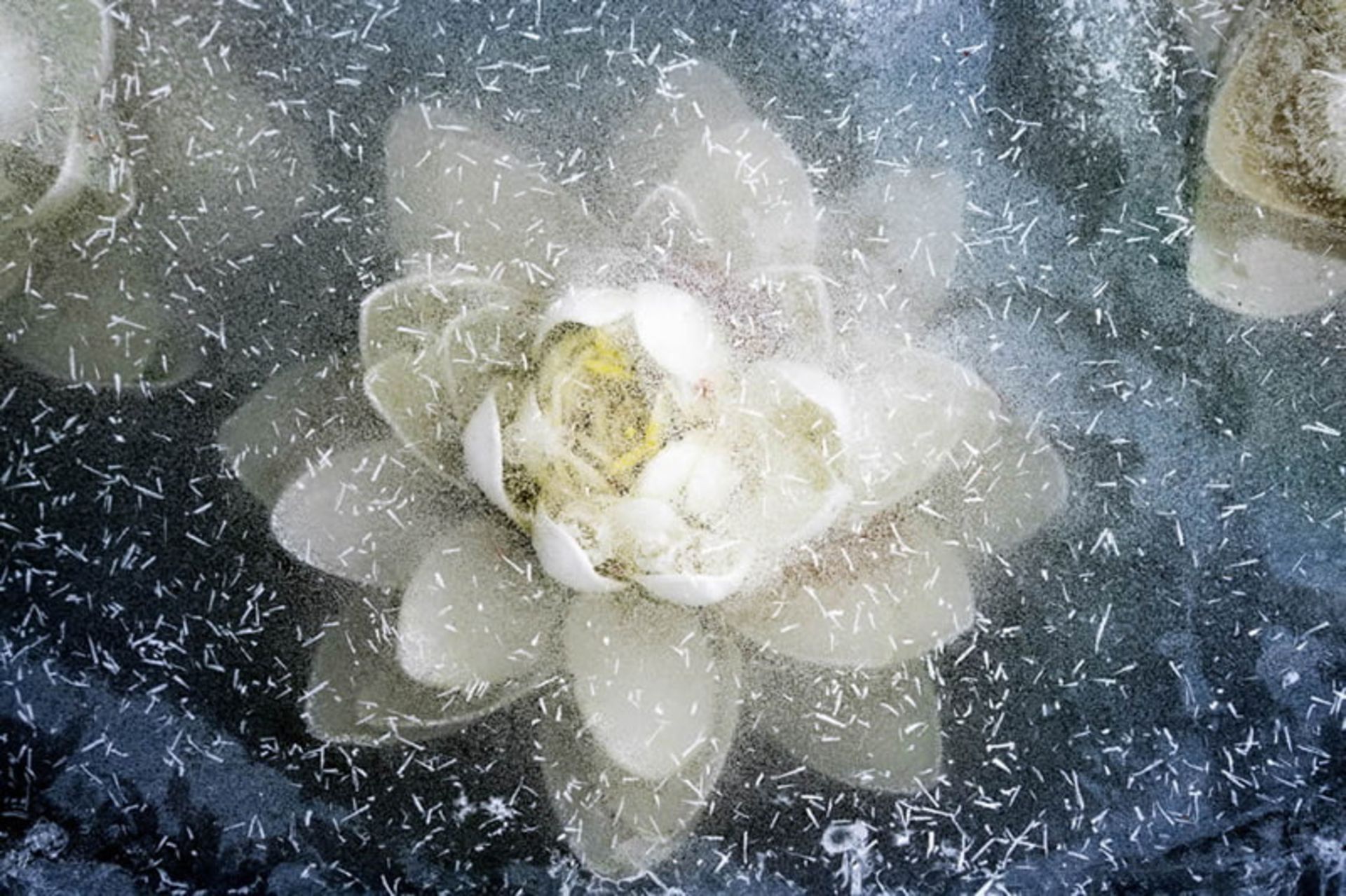 گل یخ در دانمارک