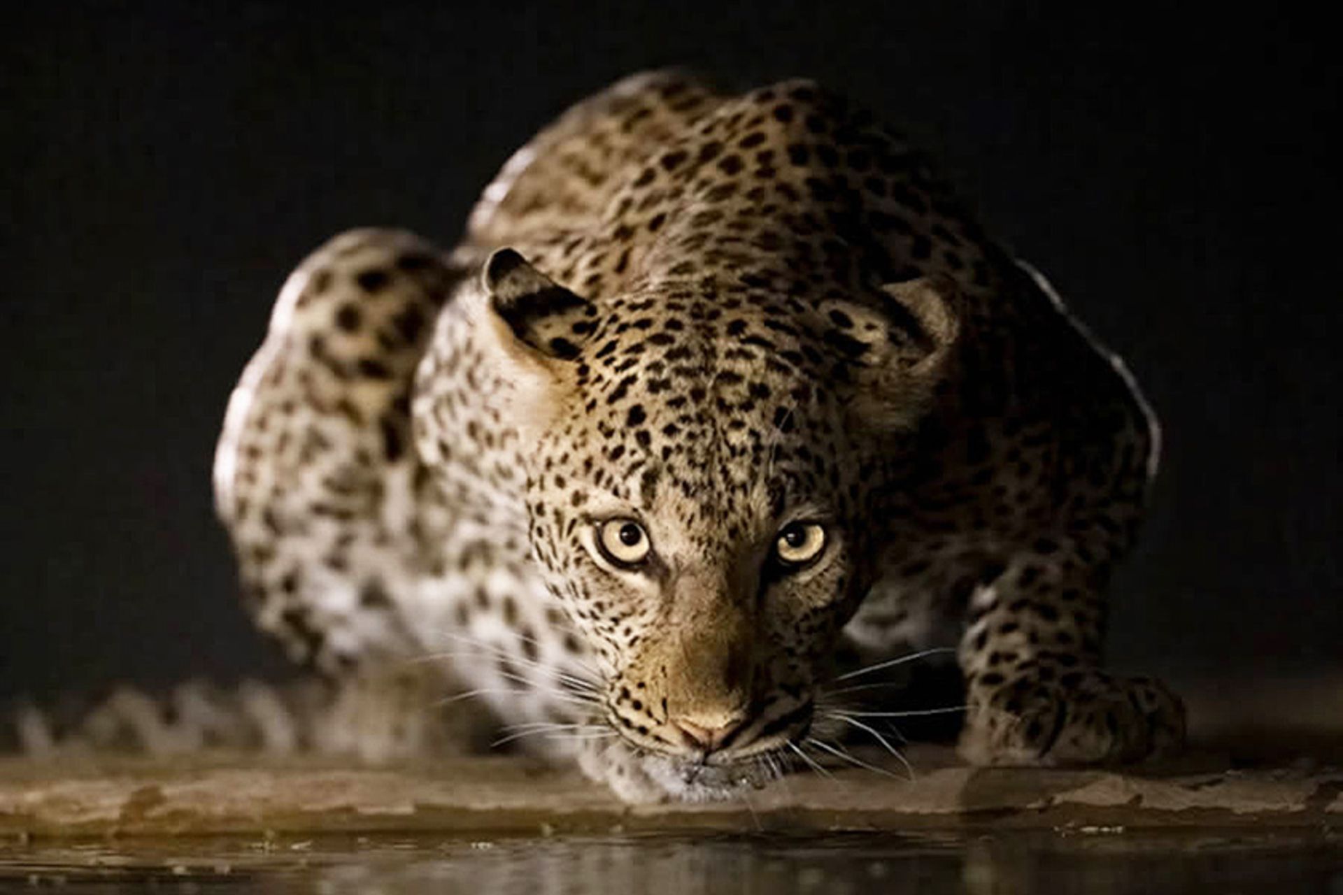 عکس برگزیده جوایز عکاسی طبیعت