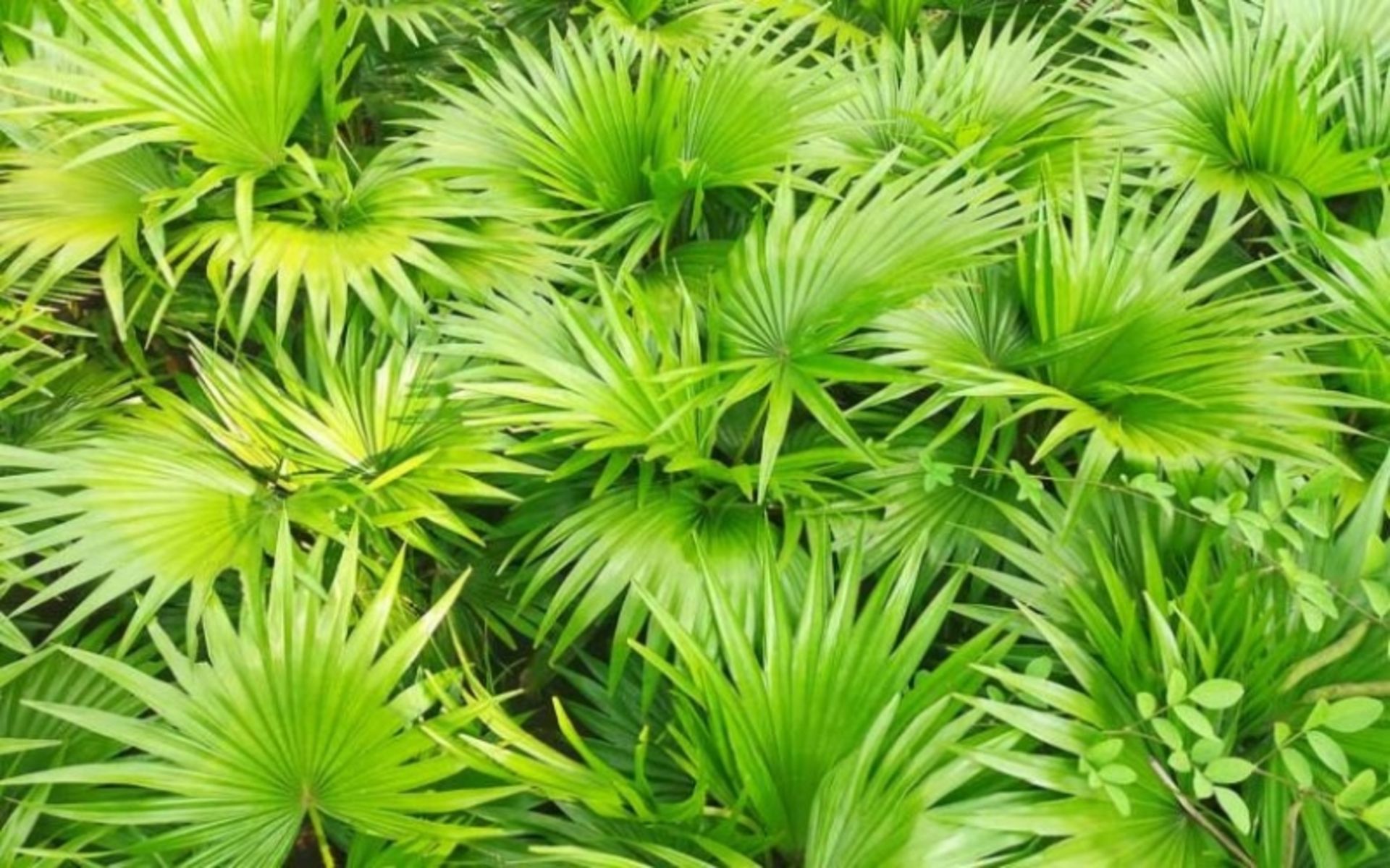 نخل اره ای به رنگ سبز روشن؛ عکس از سایت www.gardenia.net. عکاس: نامشخص