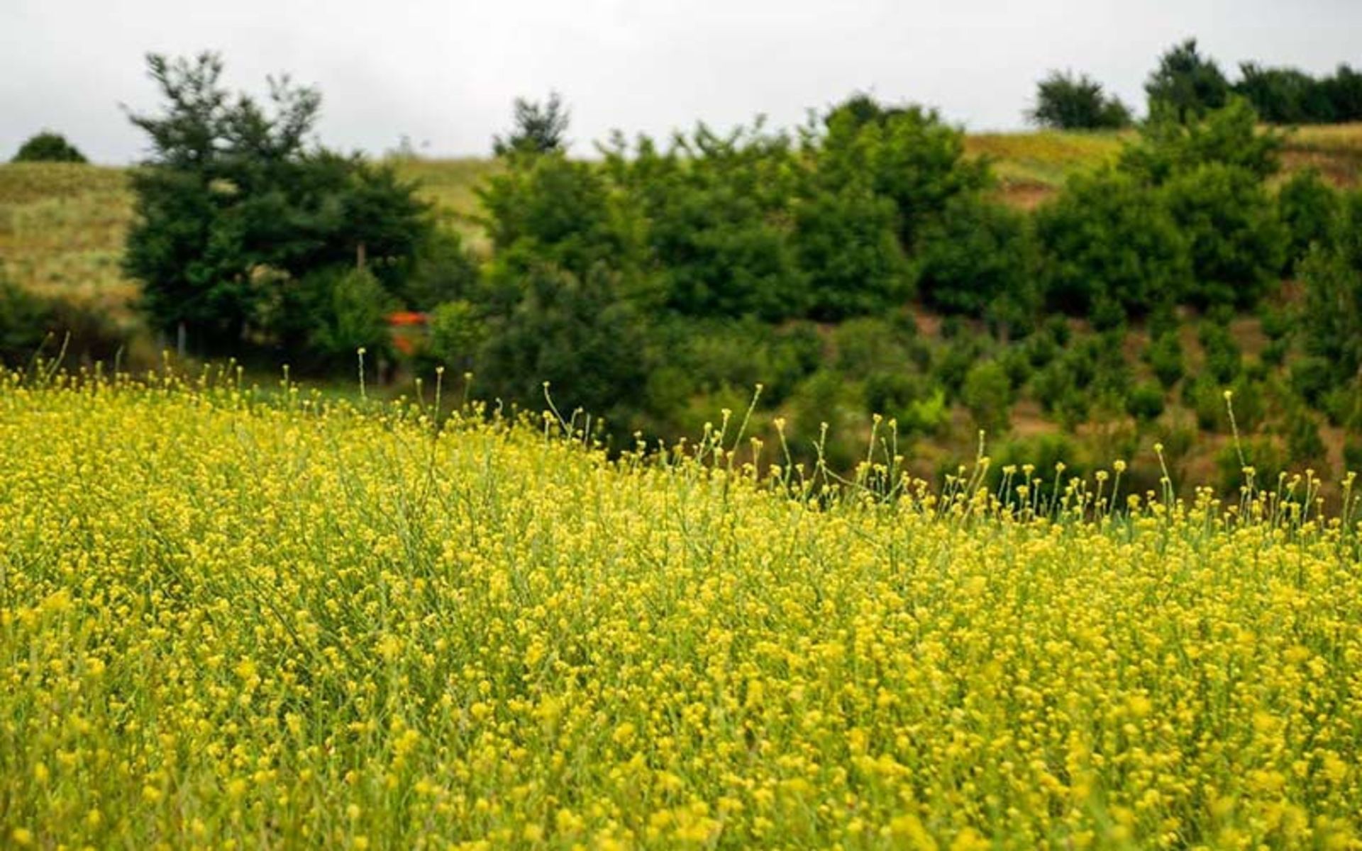 طبیعت داماش، منبع عکس: گوگل مپ، عکاس: مرتضی برجسته