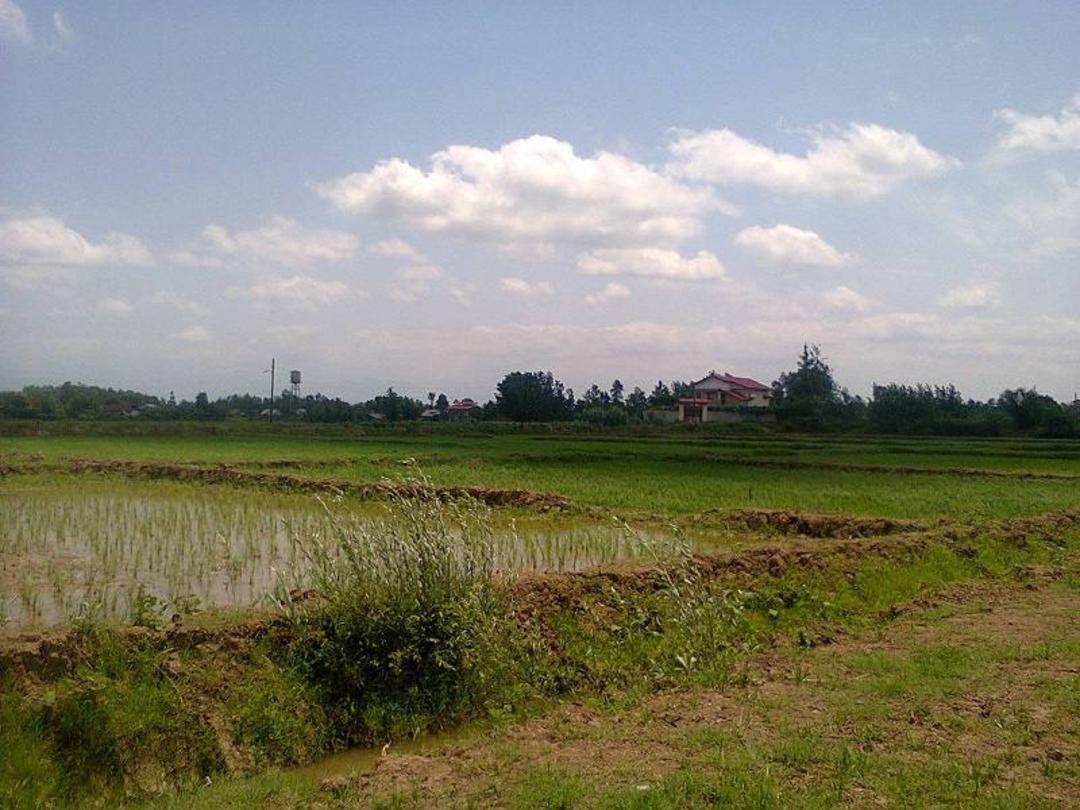 طبیعت روستای کنار سر گیلان؛ منبع عکس: گوگل مپ. عکاس: Mojtaba j kenarsari