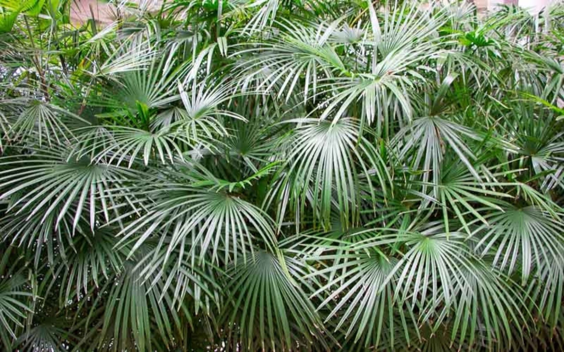 انبوهی از پالم سوزنی؛ عکس از سایت www.gardenia.net. عکاس: نامشخص