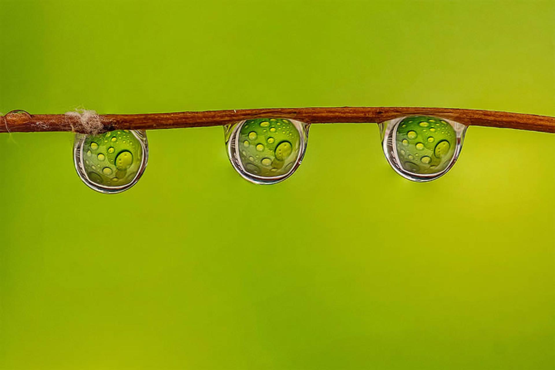 سه قطره آب روی شاخه گیاه