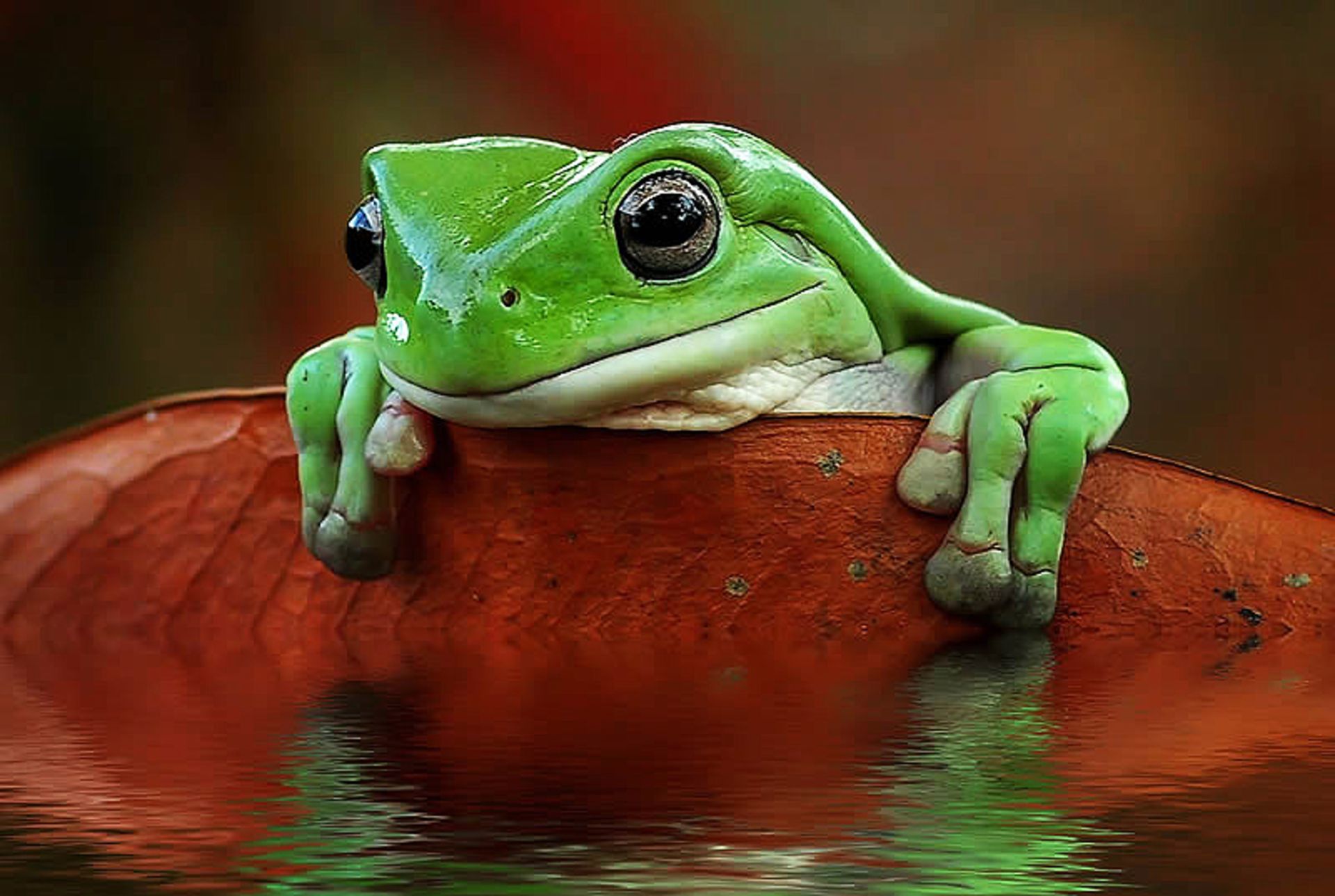 ژست قورباغه غمگین
