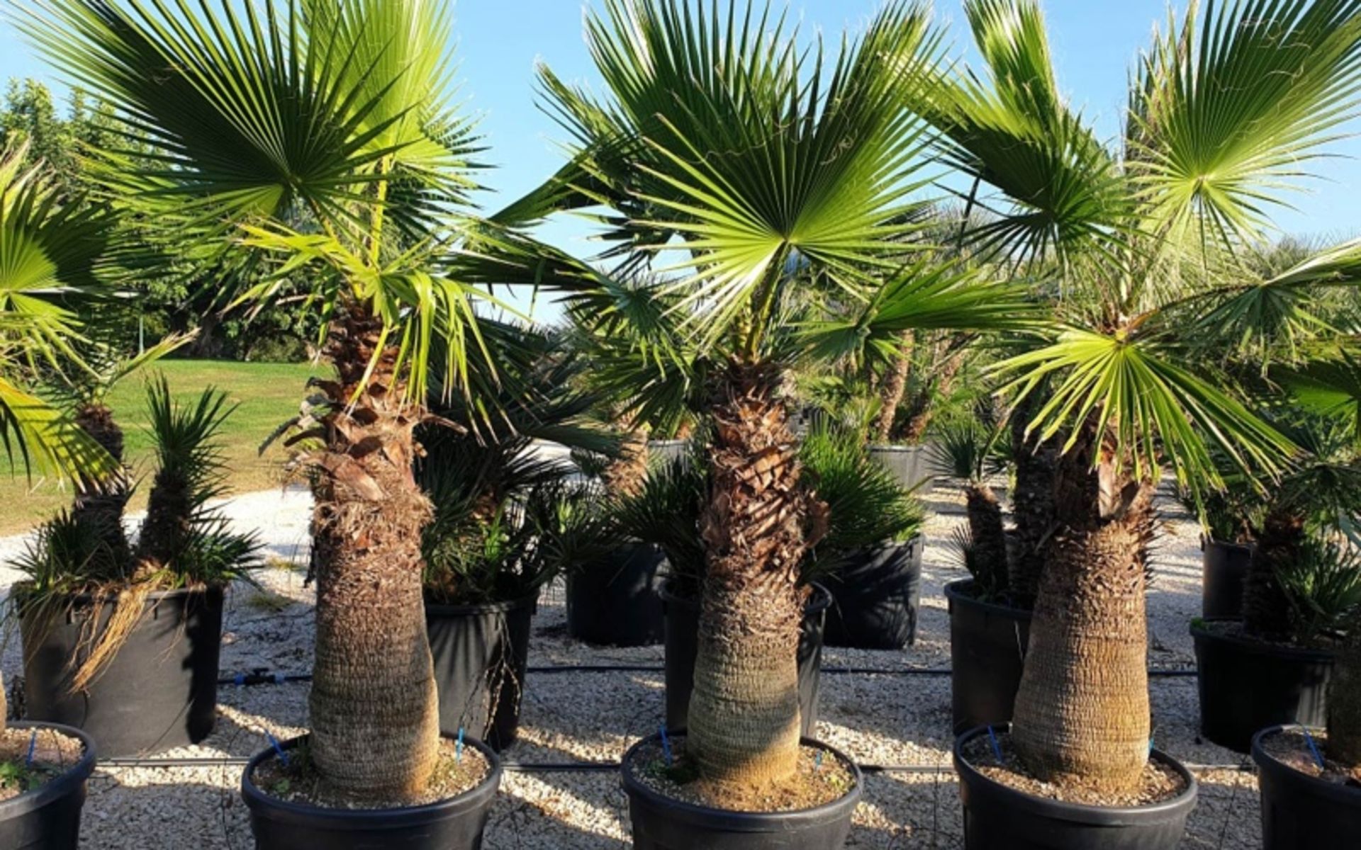 پالم واشینگتون در کوزه؛ عکس از سایت www.gardenplantsonline.co.uk. عکاس: نامشخص