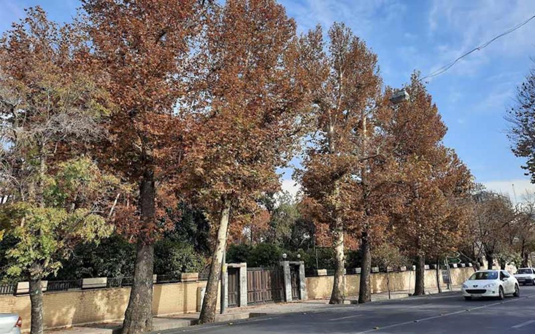 خیابان قصر دشت شیراز، منبع عکس: گوگل مپ، عکاس: هادی کریمی