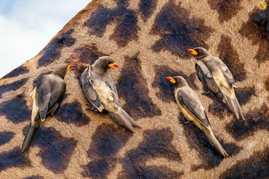 دسته پرندگان بر بدن زرافه