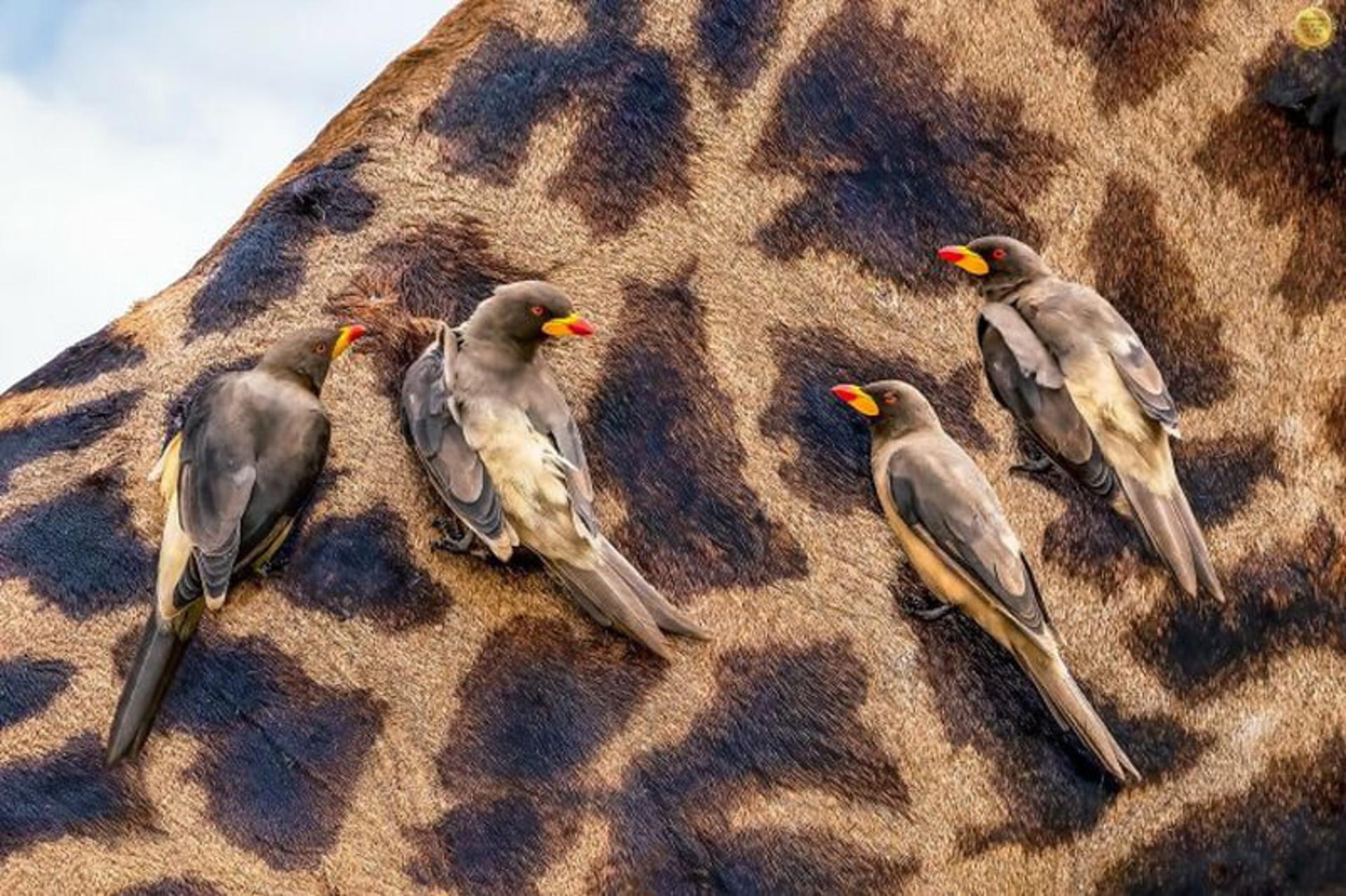 دسته پرندگان بر بدن زرافه