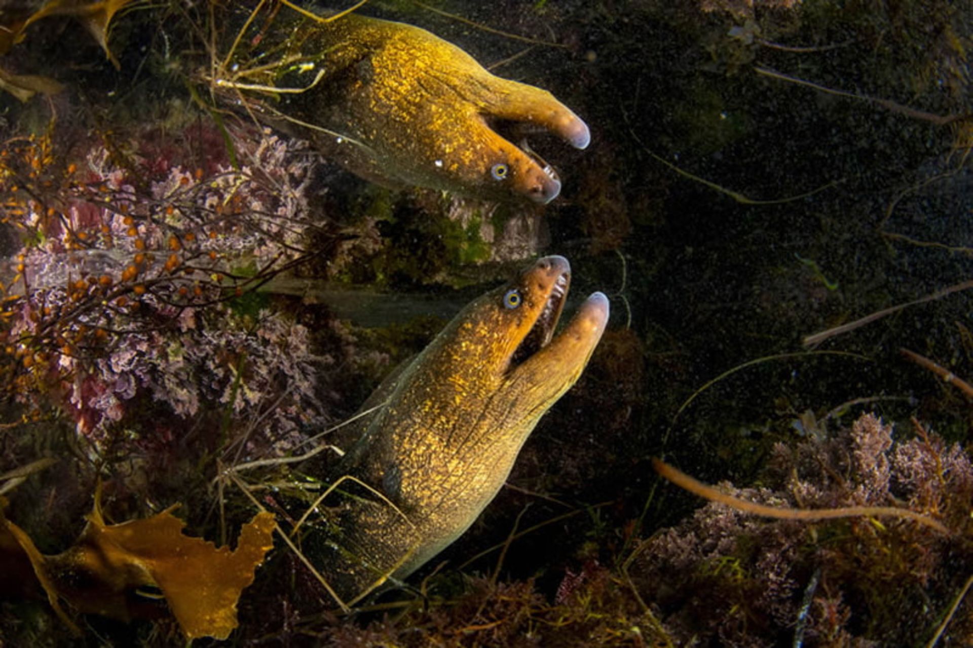 انعکاس تصویر مار ماهی California moray زیر اقیانوس