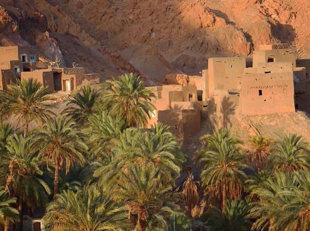 نخلستان های کویر زردگاه؛ منبع عکس: گوگل مپ؛ عکاس: نامشخص